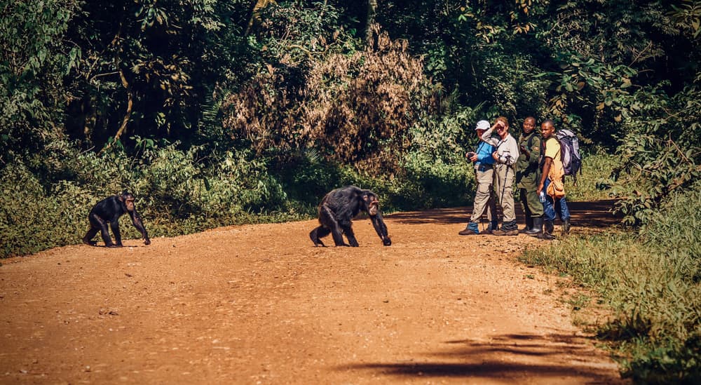 Kibale national park