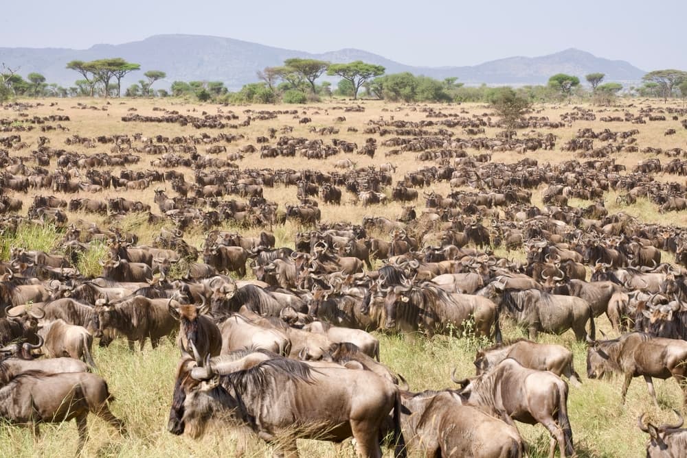 Parc National du Serengeti