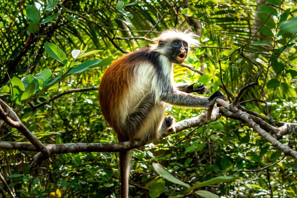 Parc national Jozani Chwaka Bay