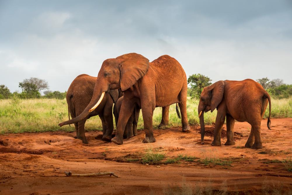 Parcs et réserves naturelles où observer les éléphants en Ouganda