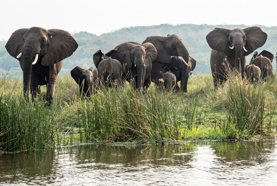 Les plus beaux safaris de l'Ouganda