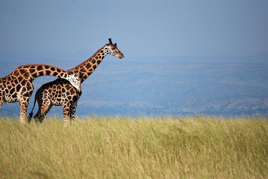 Quels animaux peut-on observer en Ouganda ?