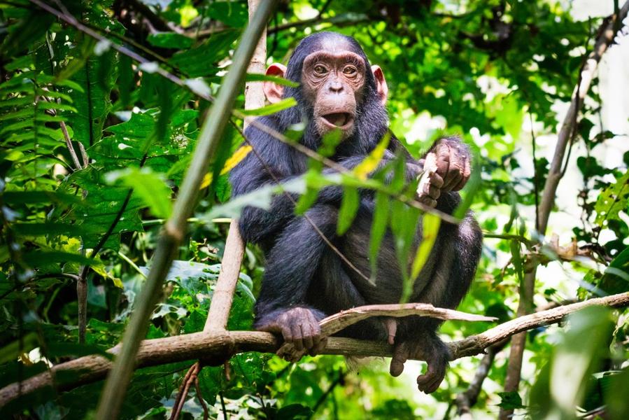 Où voir les chimpanzés en Ouganda ?