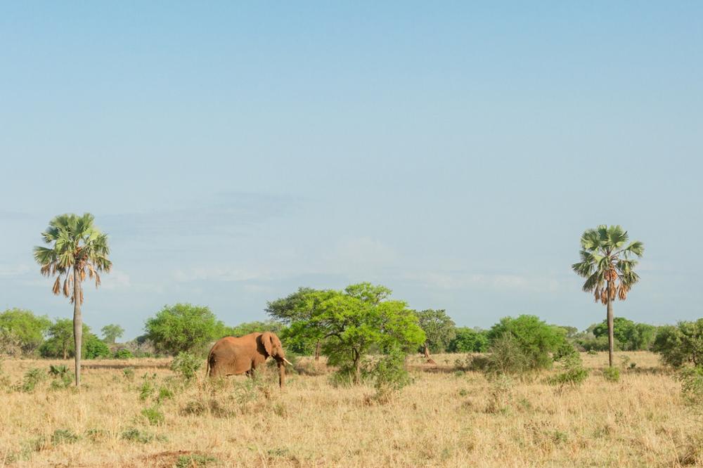 Parcs et réserves naturelles où observer les éléphants en Ouganda