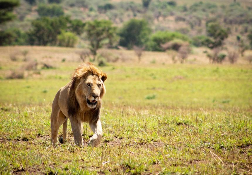 Les plus beaux safaris de l'Ouganda