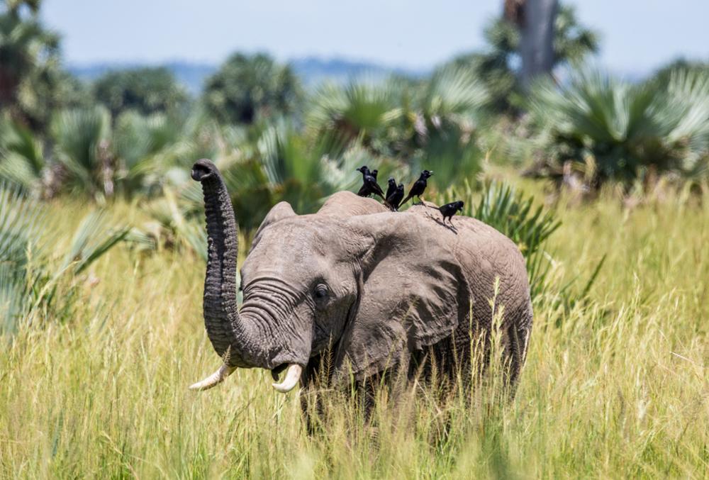 Parcs et réserves naturelles où observer les éléphants en Ouganda