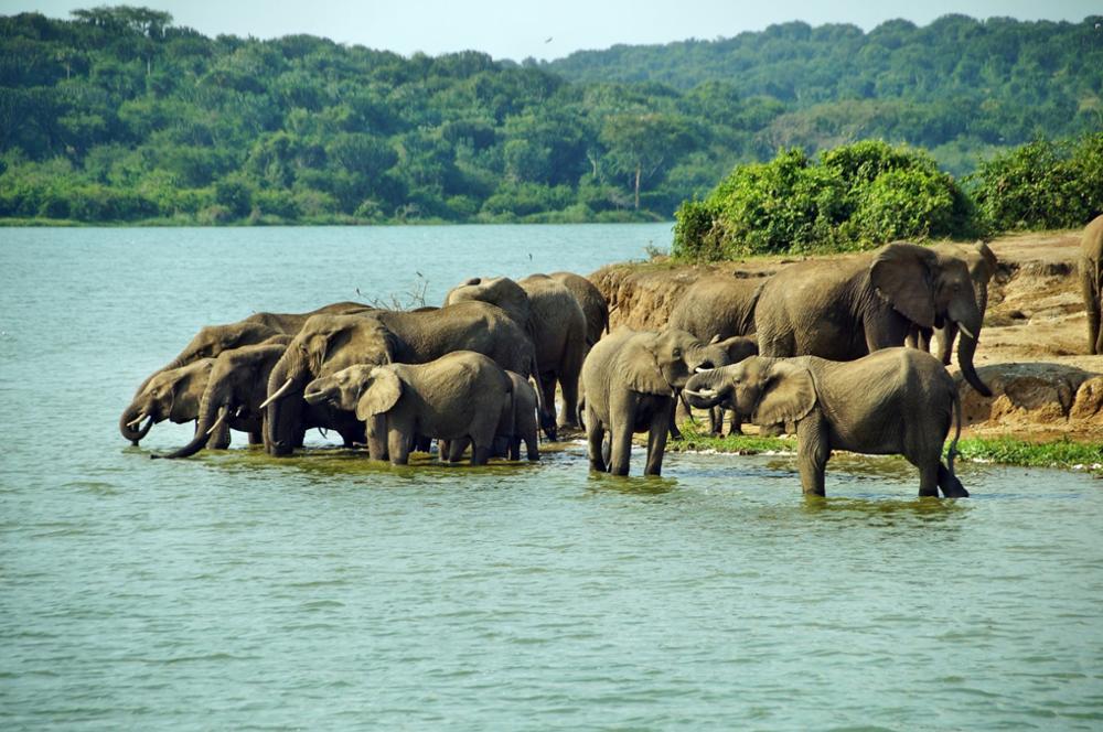 Parcs et réserves naturelles où observer les éléphants en Ouganda