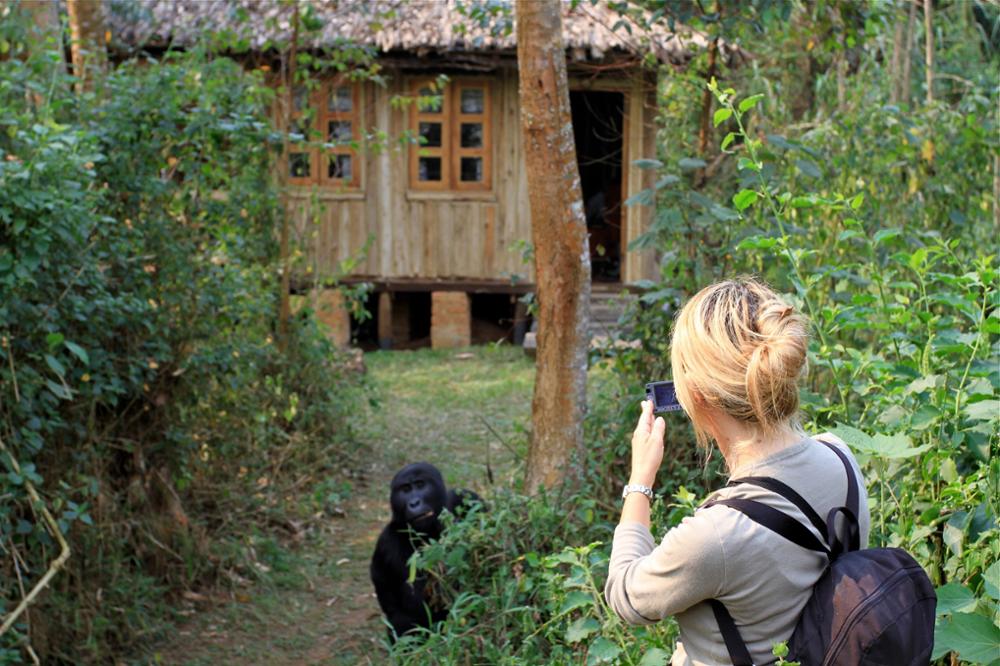 Les précautions sanitaires à savoir avant de rencontrer les primates en Ouganda 