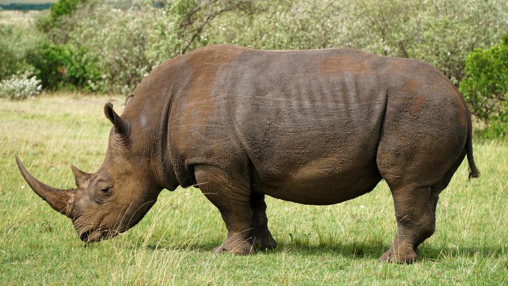 Rencontre avec les rhinocéros du sanctuaire de Ziwa
