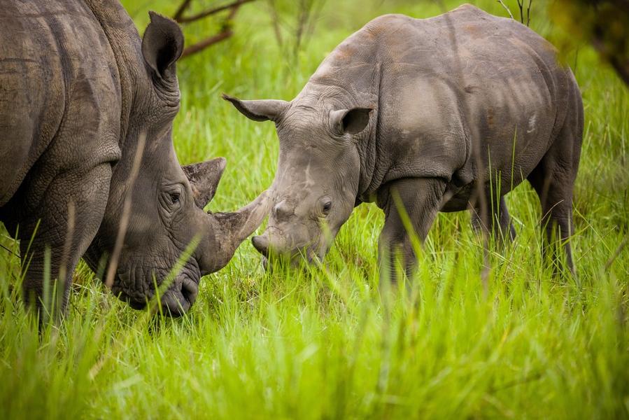 Quels animaux peut-on observer en Ouganda ?