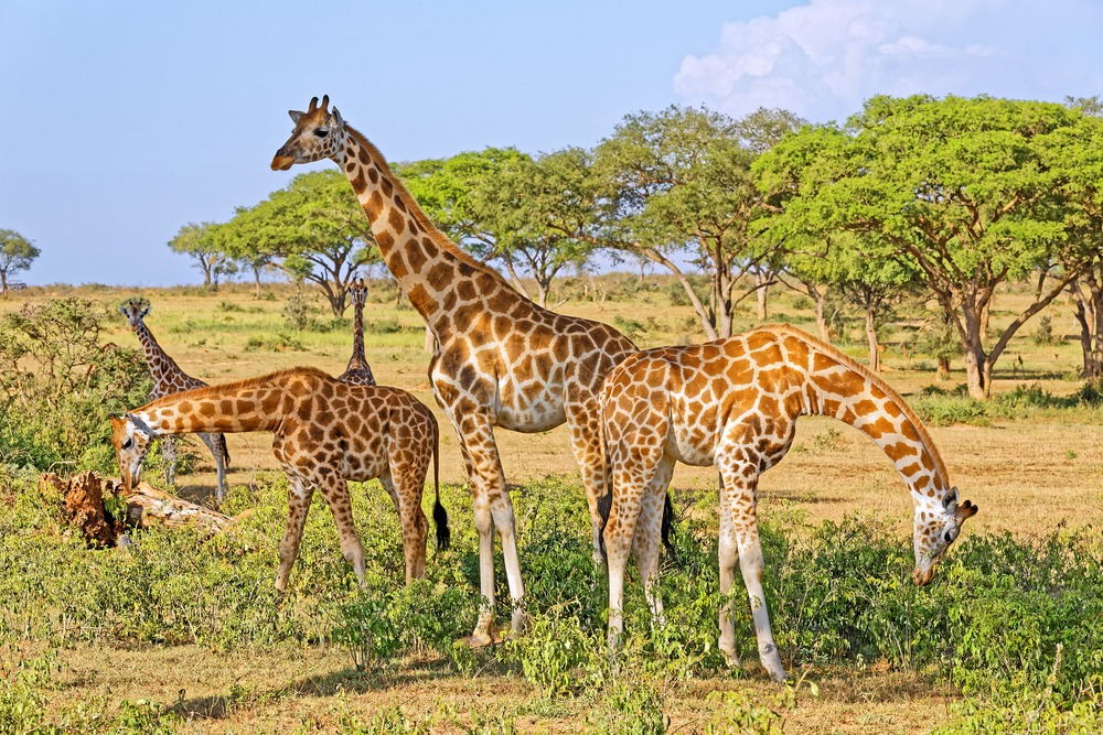 safari photo ouganda